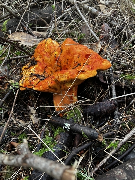 Lobster Mushroom